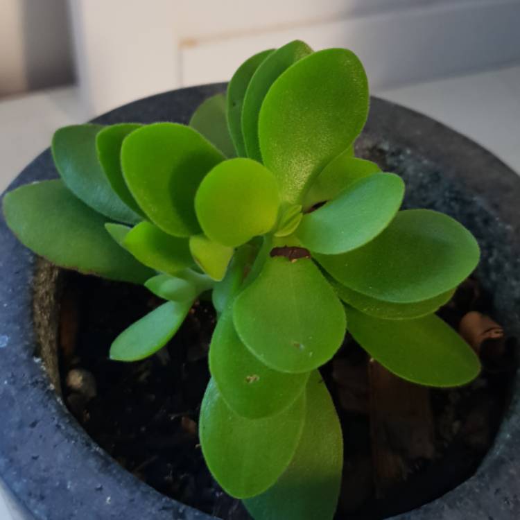 plant image 776607