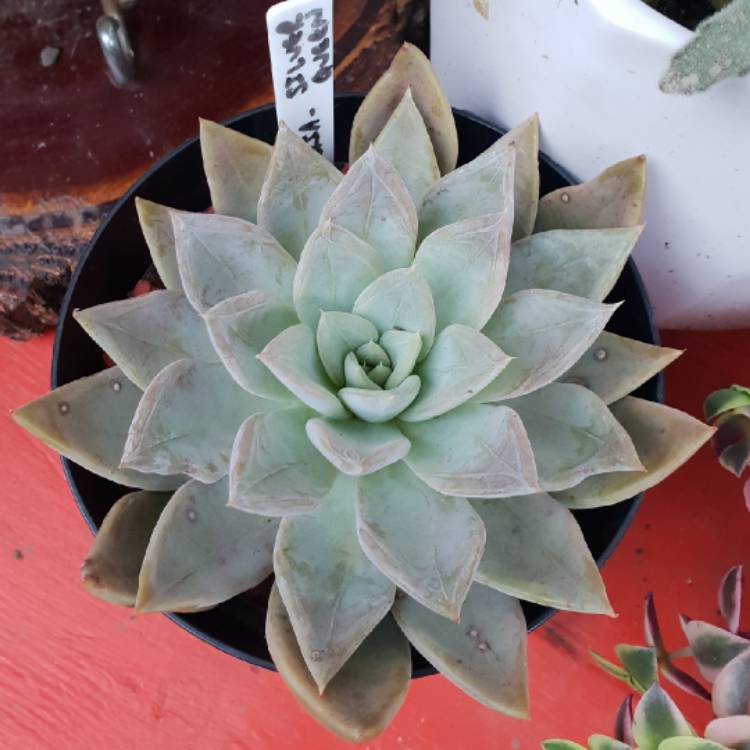 plant image 777163 plant image 777163