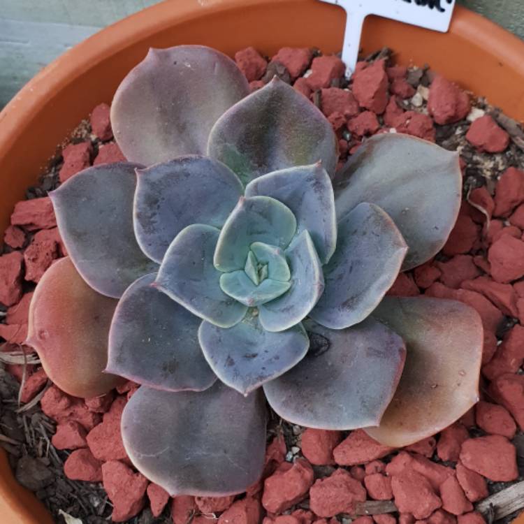 plant image 777219