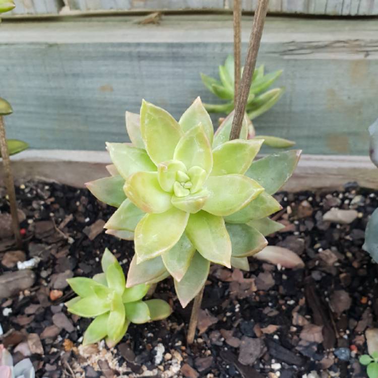 plant image 777268 plant image 777268