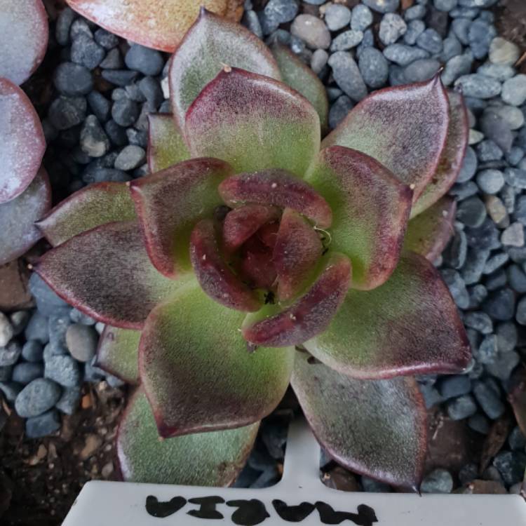 plant image 777965 plant image 777965