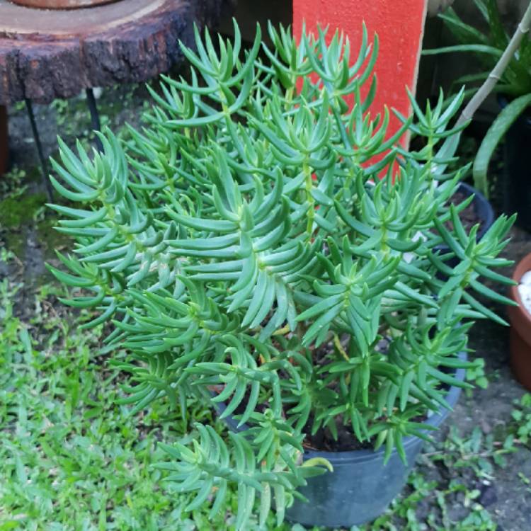 plant image 778202 plant image 778202