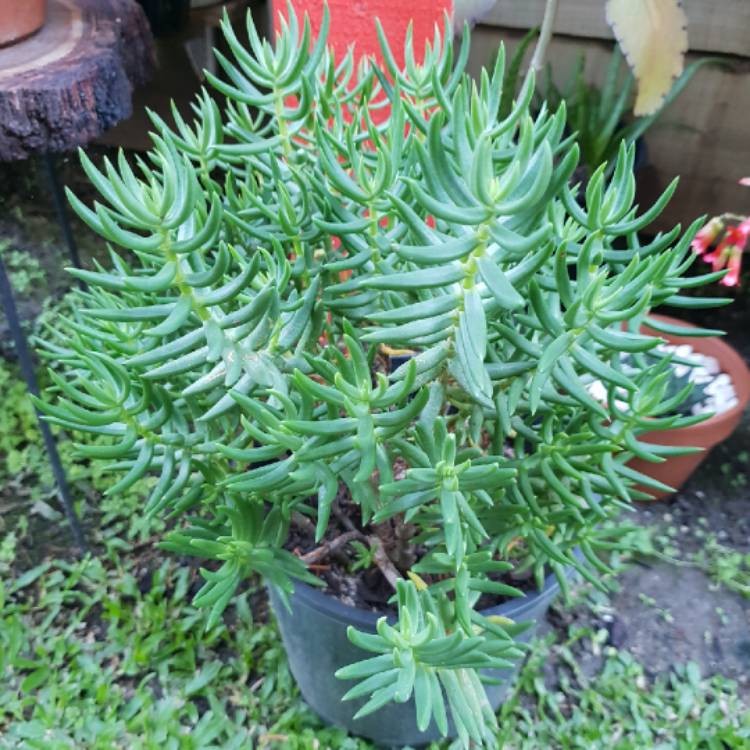 plant image 778206 plant image 778206