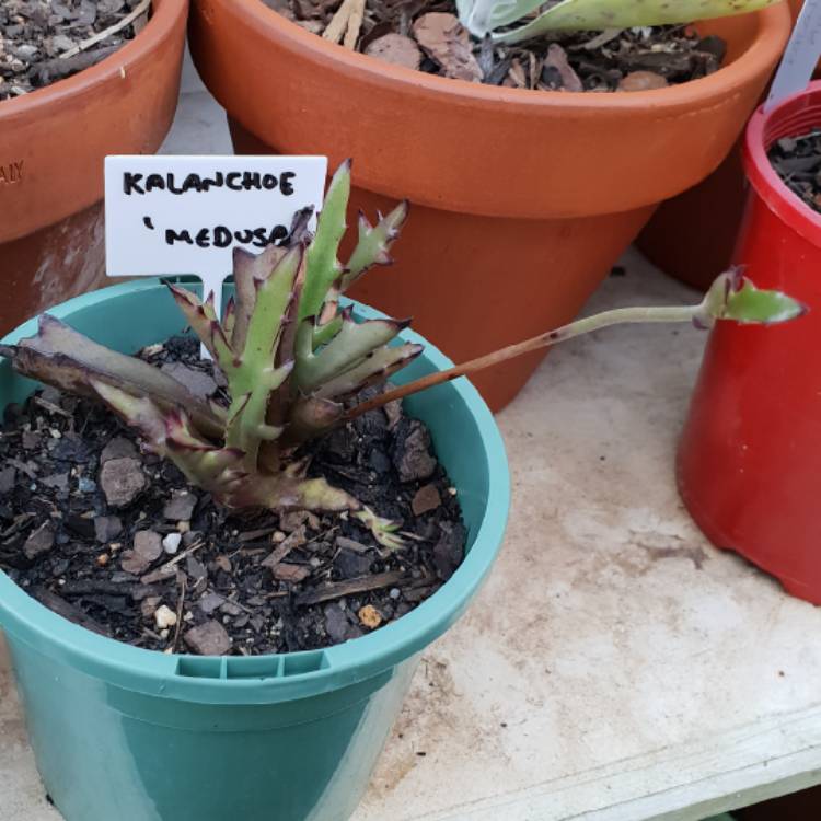 plant image 778212 plant image 778212