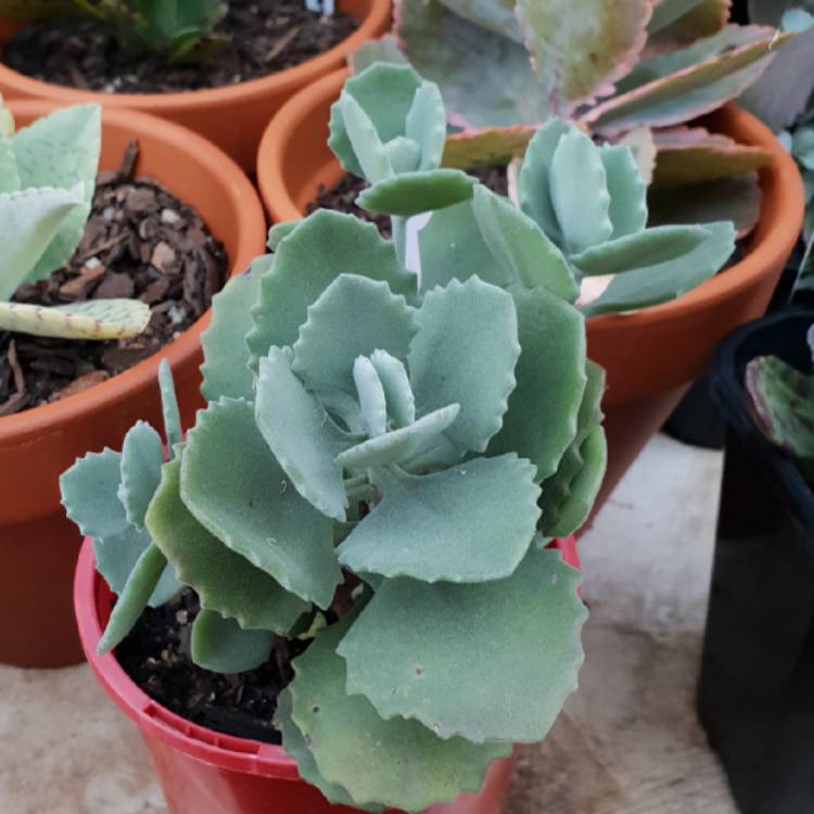 plant image 778217