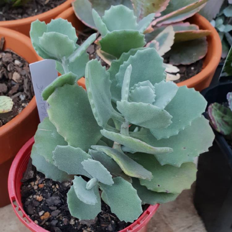plant image 778219