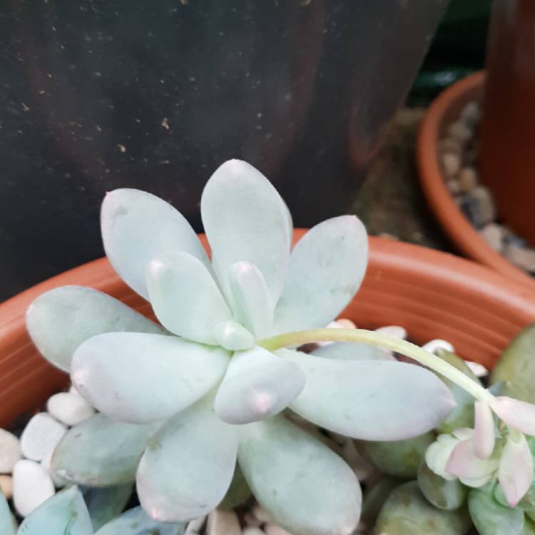 plant image 778436 plant image 778436