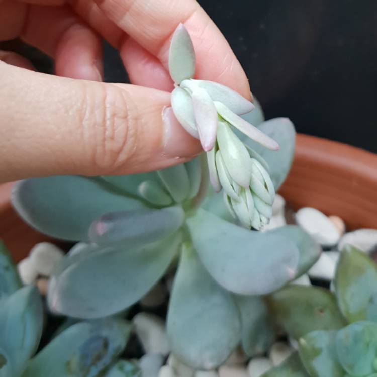 plant image 778438 plant image 778438