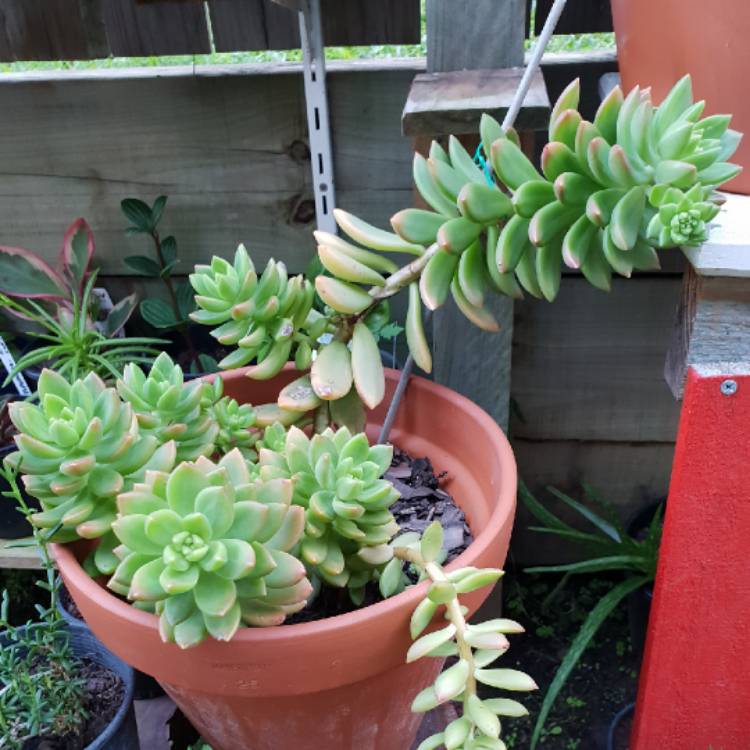 plant image 778480 plant image 778480