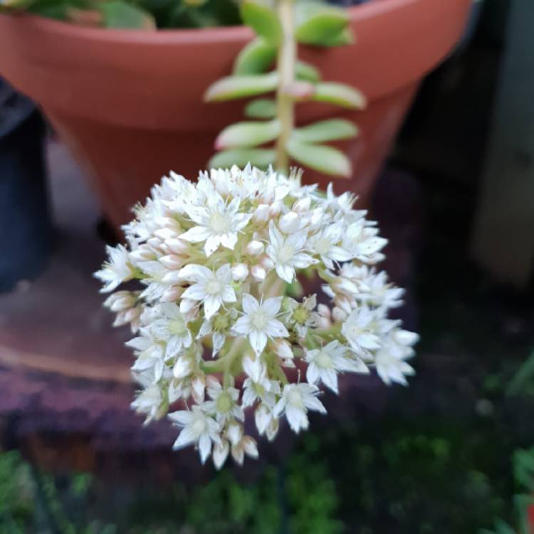 plant image 778483 plant image 778483