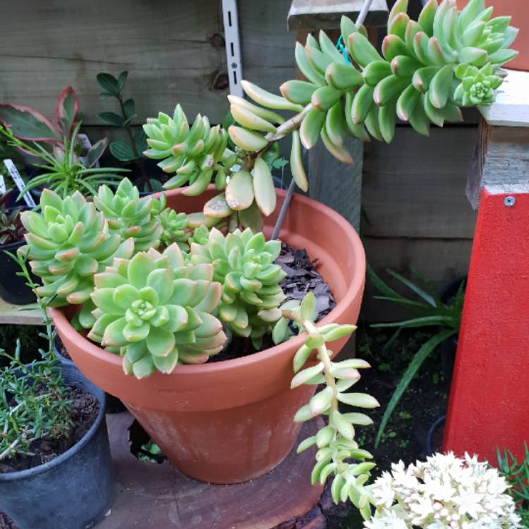 plant image 778485 plant image 778485