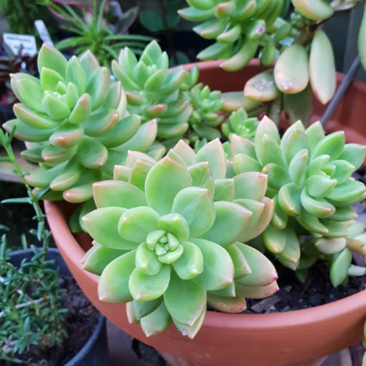 Plant image xSedeveria Golden Goddess