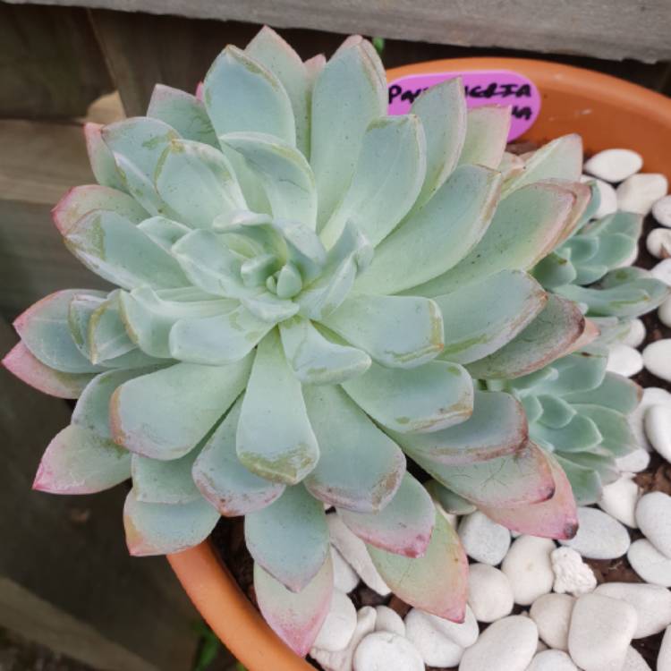 plant image 779763 plant image 779763
