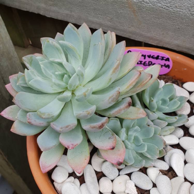 plant image 779764 plant image 779764