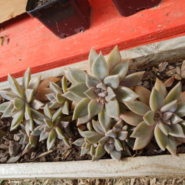plant image 779787 plant image 779787