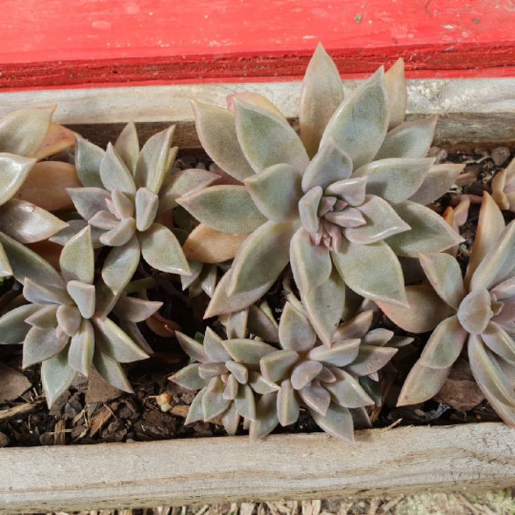 plant image 779789 plant image 779789