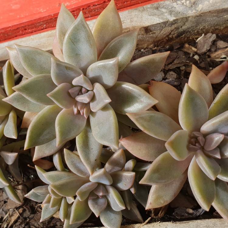plant image 779791 plant image 779791