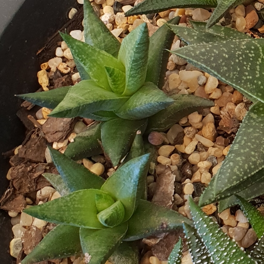 plant image 786101