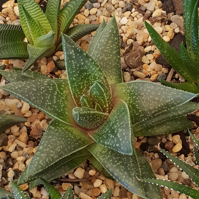plant image 786105