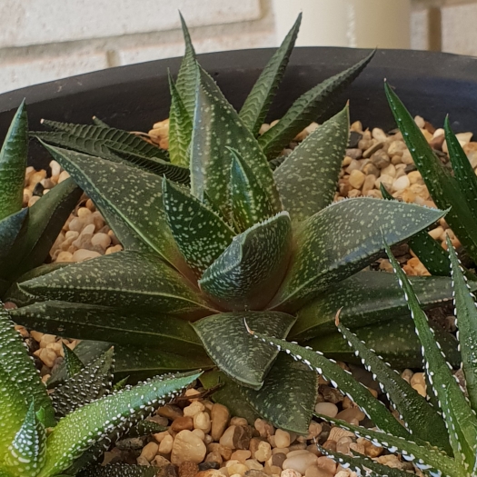 plant image 786107