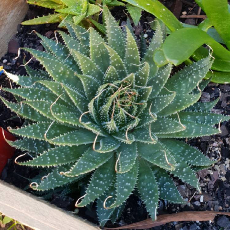 plant image 786695