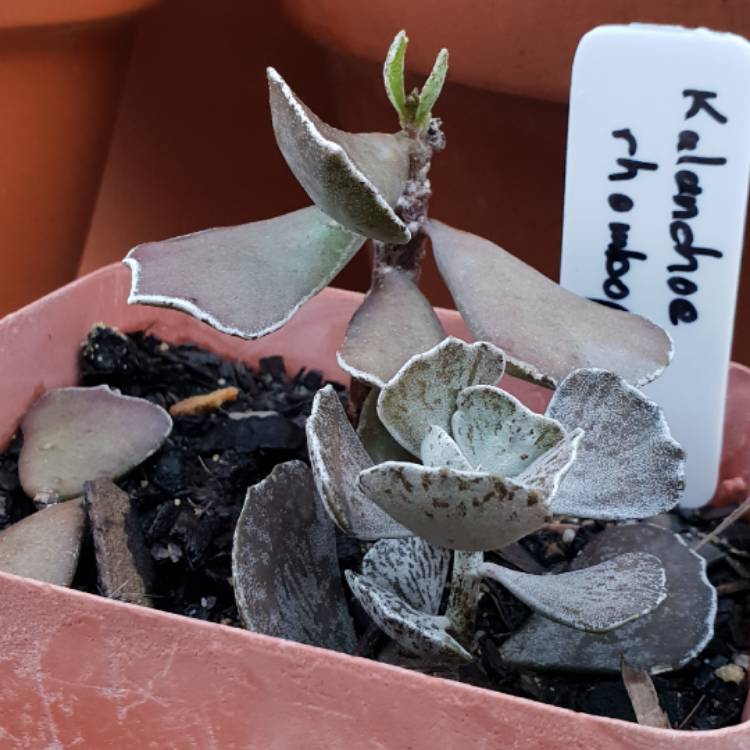 Plant image Kalanchoe rhombopilosa var. rhombopilosa