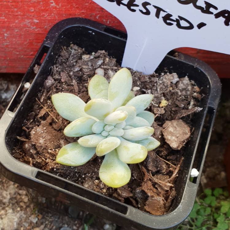 Plant image x Pachyveria Clavifolia Cristata