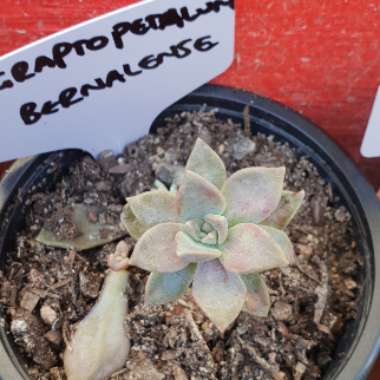 Graptopetalum Paraguayense subsp. Bernalense