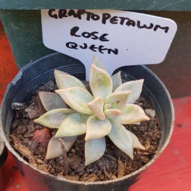 Graptopetalum Rose Queen