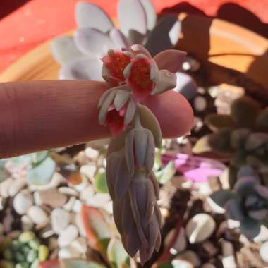 Pachyphytum Blue Haze