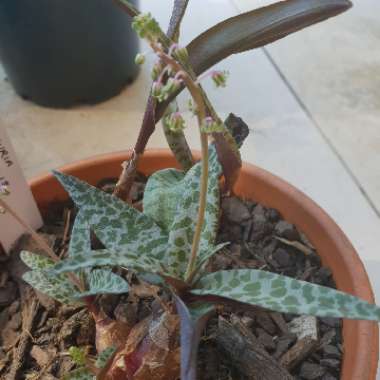 Ledebouria socialis syn. Scilla violaceum