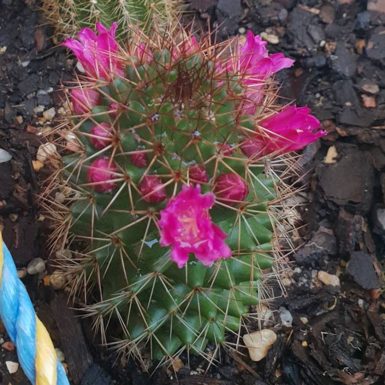 Plant image Mammillaria rhodantha