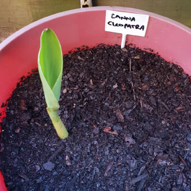 plant image 823502 plant image 823502