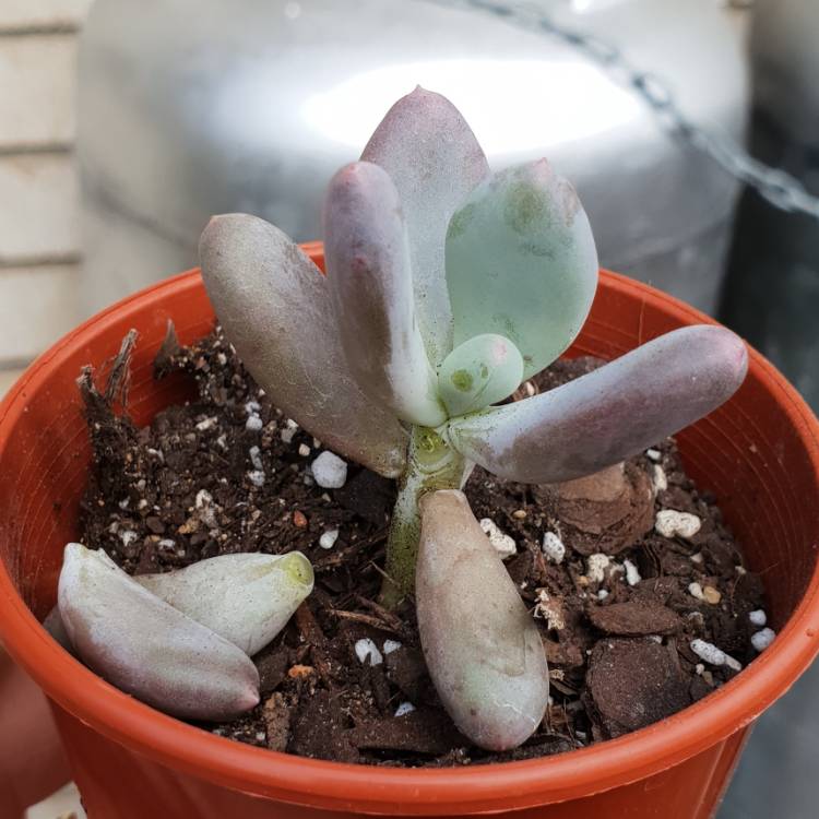 plant image 852524 plant image 852524