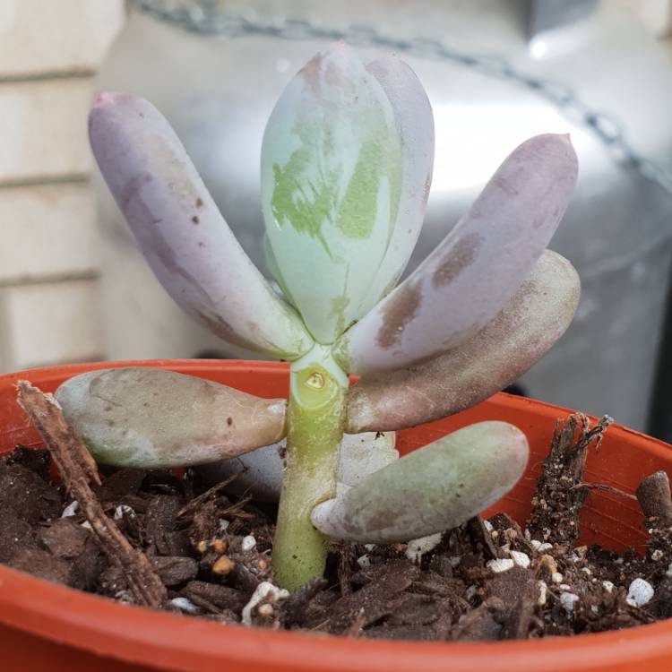 plant image 852526 plant image 852526