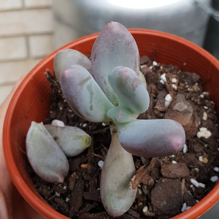 Plant image Pachyphytum Blue Haze