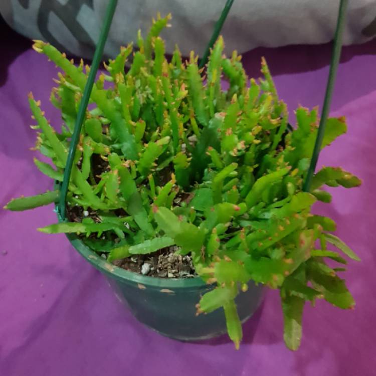 plant image 858523