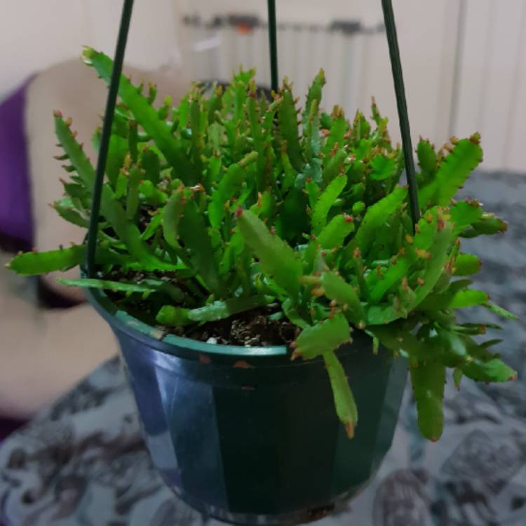 Plant image Epiphyllum little banda bit