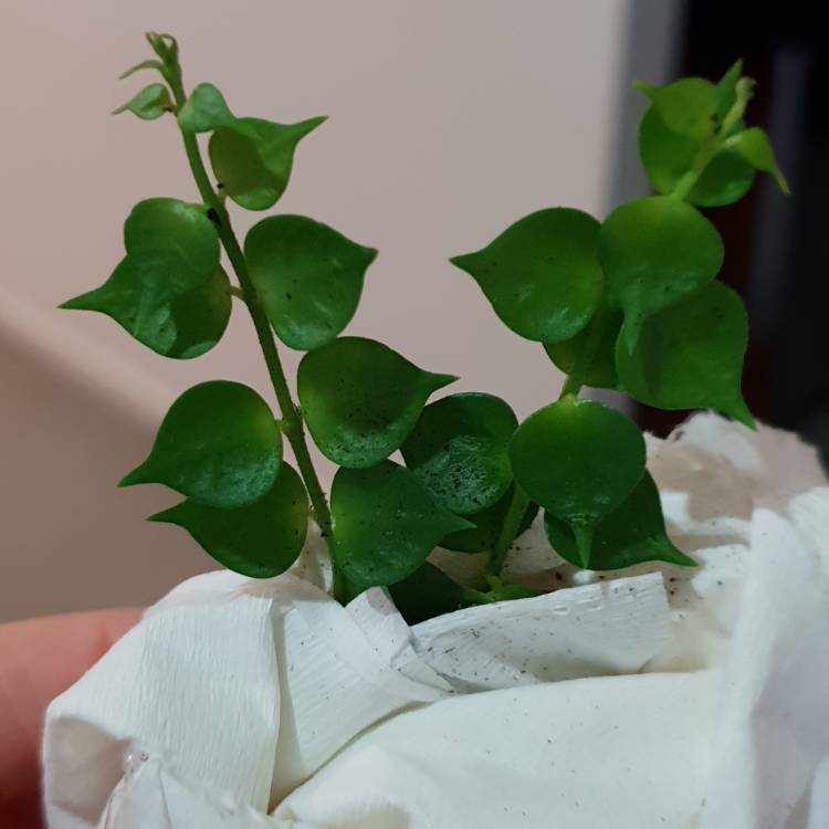 Plant image Dischidia ruscifolia