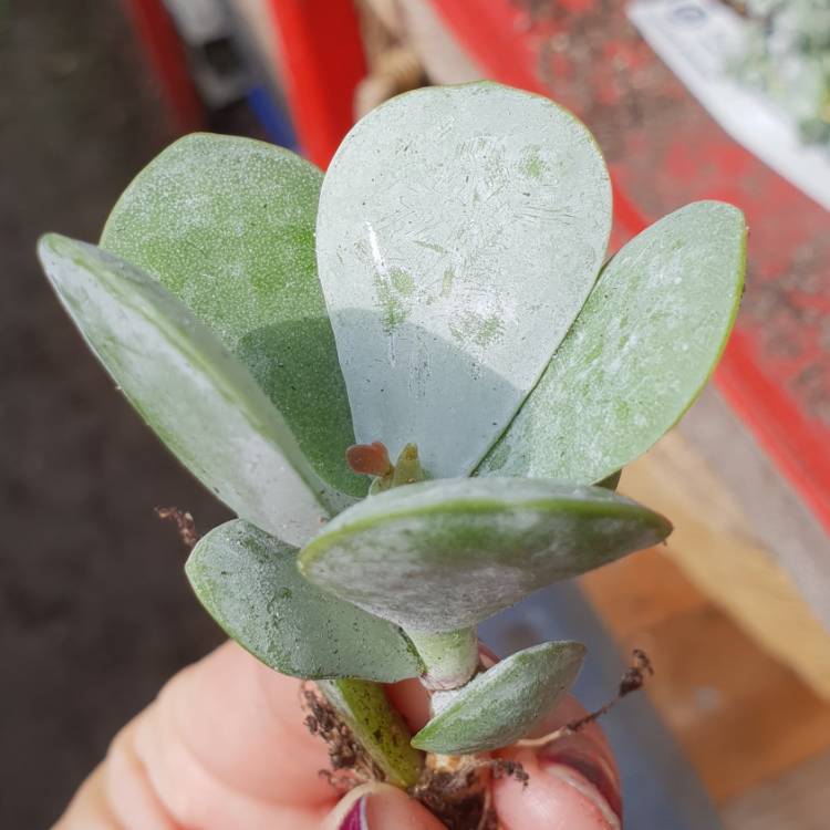 plant image 874361
