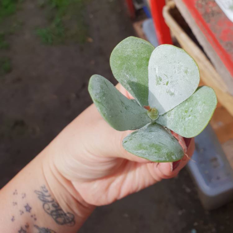 Plant image Adromischus Leucophyllus