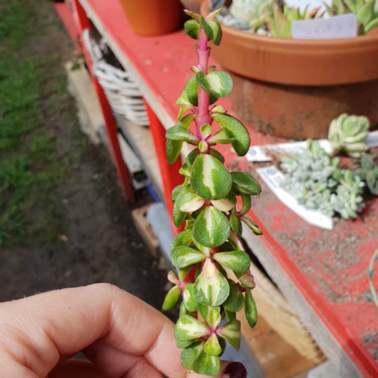 Plant image Portulacaria Afra 'Medio-picta'