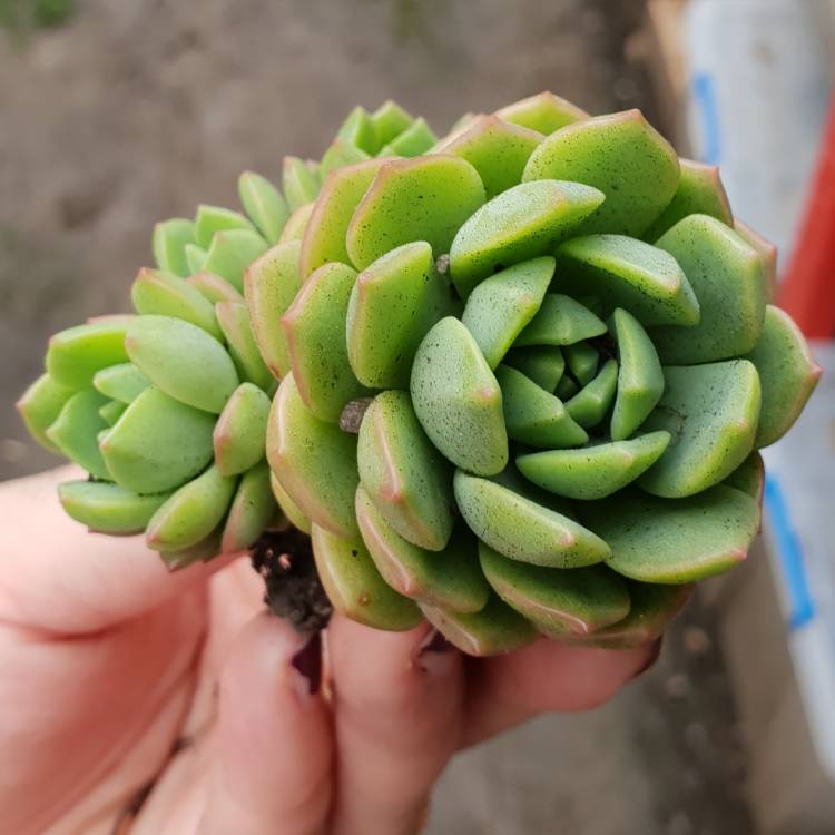 plant image 875134 plant image 875134