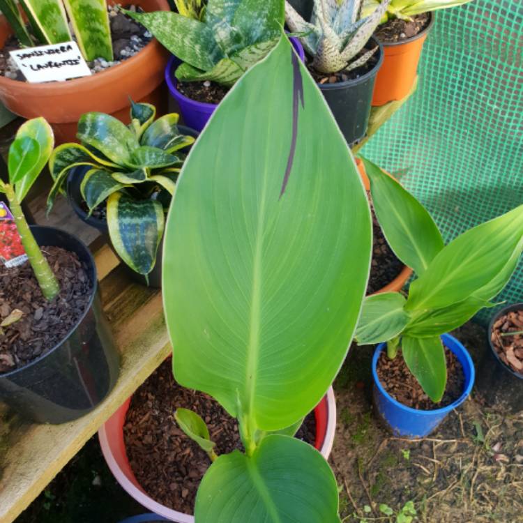 plant image 876780 plant image 876780