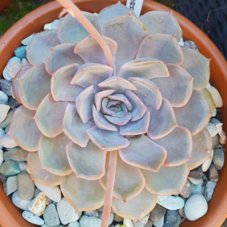 plant image 879431 plant image 879431