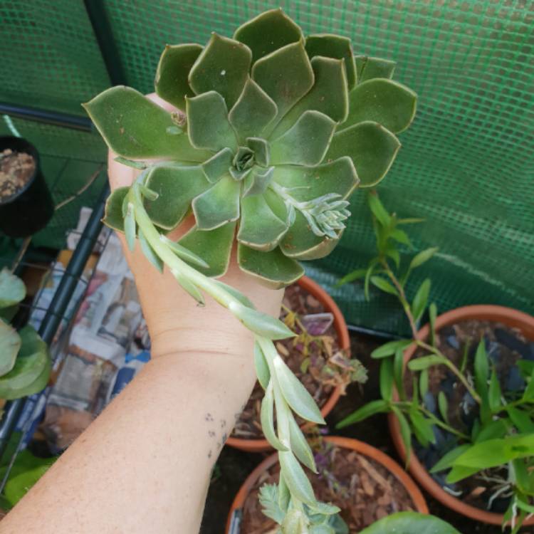 Plant image Echeveria Mensa