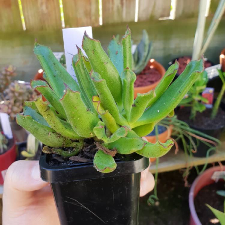 Plant image Cotyledon campanulata