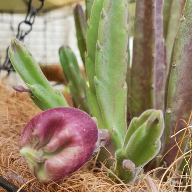 plant image 895902 plant image 895902
