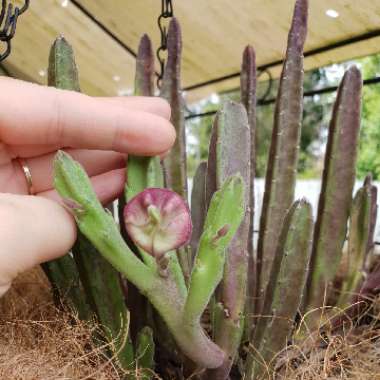 Stapelia leedertziae