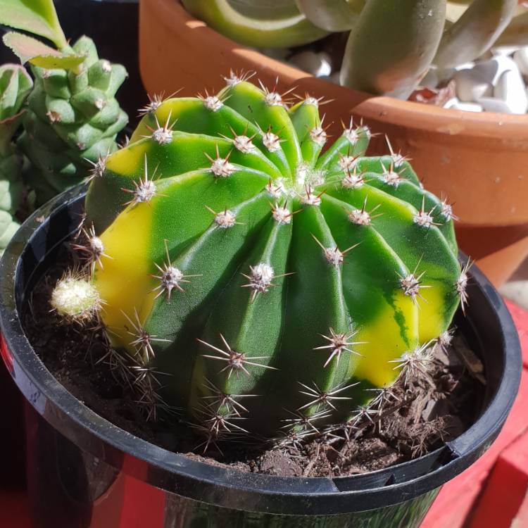 plant image 896307